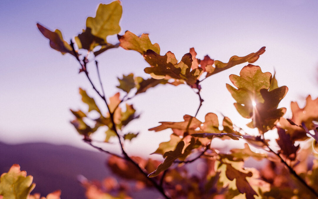 Understanding Grief: A Clinical Perspective on the Bereavement Process