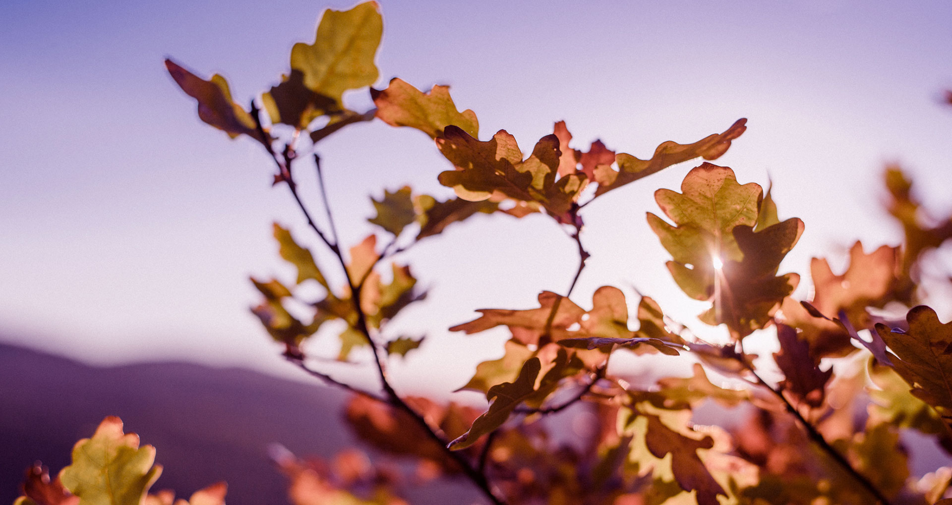 Understanding Grief: A Clinical Perspective on the Bereavement Process